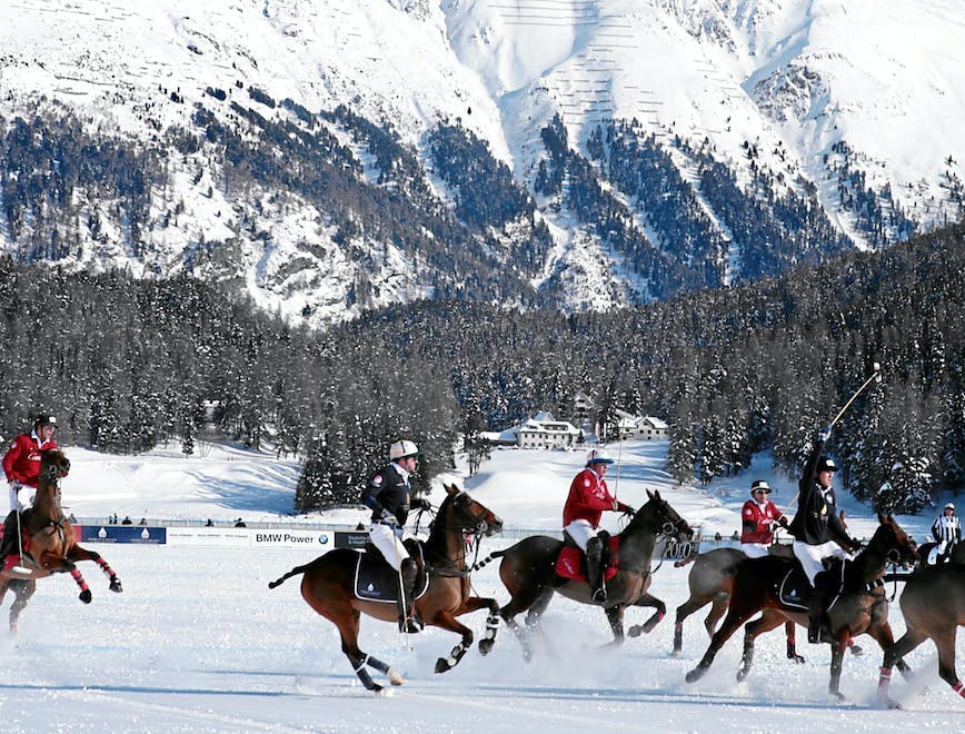 polo auf schnee wintersport polo st. moritz st. moritz sport snow polo st. moritz engadin engadine winter person human animal mammal horse equestrian people